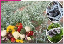 ਸਬਜ਼ੀਆਂ ਦੇ ਲਈ ਸਿਰਦਰਦ ਹੈ ਇਹ ‘ਪਾਲ਼ਾ’ Vegetables