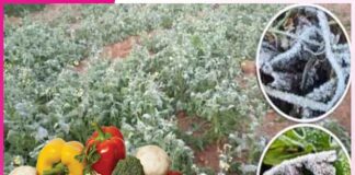 ਸਬਜ਼ੀਆਂ ਦੇ ਲਈ ਸਿਰਦਰਦ ਹੈ ਇਹ ‘ਪਾਲ਼ਾ’ Vegetables