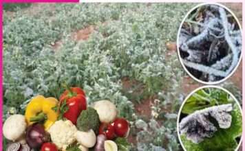 Vegetables
