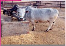 Organic Farming: ਗਊ-ਆਧਾਰਿਤ ਜੈਵਿਕ ਖੇਤੀ ਵੱਲ ਵਾਪਸ ਆ ਰਹੇ ਹਨ ਕਿਸਾਨ Organic Farming