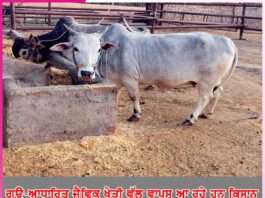 Organic Farming: ਗਊ-ਆਧਾਰਿਤ ਜੈਵਿਕ ਖੇਤੀ ਵੱਲ ਵਾਪਸ ਆ ਰਹੇ ਹਨ ਕਿਸਾਨ Organic Farming