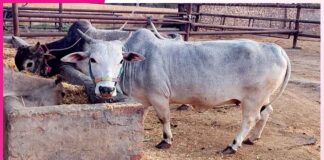 Organic Farming: ਗਊ-ਆਧਾਰਿਤ ਜੈਵਿਕ ਖੇਤੀ ਵੱਲ ਵਾਪਸ ਆ ਰਹੇ ਹਨ ਕਿਸਾਨ Organic Farming