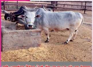 Organic Farming: ਗਊ-ਆਧਾਰਿਤ ਜੈਵਿਕ ਖੇਤੀ ਵੱਲ ਵਾਪਸ ਆ ਰਹੇ ਹਨ ਕਿਸਾਨ Organic Farming