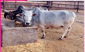 Organic Farming: ਗਊ-ਆਧਾਰਿਤ ਜੈਵਿਕ ਖੇਤੀ ਵੱਲ ਵਾਪਸ ਆ ਰਹੇ ਹਨ ਕਿਸਾਨ Organic Farming