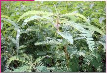 Green Manure: ਮਿੱਟੀ ਦੀ ਪੈਦਾਵਾਰ ਸ਼ਕਤੀ ਵਧਾਉਣ ’ਚ ਕਾਰਗਰ ਹੈ ਹਰੀ ਖਾਦ