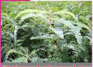 Green Manure: ਮਿੱਟੀ ਦੀ ਪੈਦਾਵਾਰ ਸ਼ਕਤੀ ਵਧਾਉਣ ’ਚ ਕਾਰਗਰ ਹੈ ਹਰੀ ਖਾਦ