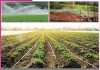 Modern irrigation: ਆਧੁਨਿਕ ਸਿੰਚਾਈ ਡਰਿੱਪ-ਸਪ੍ਰਿੰਕਲਰ ਸਿਸਟਮ Modern irrigation