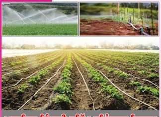 Modern irrigation: ਆਧੁਨਿਕ ਸਿੰਚਾਈ ਡਰਿੱਪ-ਸਪ੍ਰਿੰਕਲਰ ਸਿਸਟਮ Modern irrigation