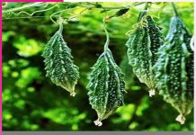 Bitter gourd cultivation: ਕਰੇਲੇ ਦੀ ਖੇਤੀ ਕਰਕੇ ਕਿਸਾਨ ਕਮਾ ਰਹੇ ਮੁਨਾਫ਼ਾ