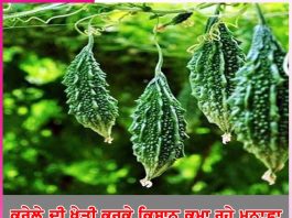 Bitter gourd cultivation: ਕਰੇਲੇ ਦੀ ਖੇਤੀ ਕਰਕੇ ਕਿਸਾਨ ਕਮਾ ਰਹੇ ਮੁਨਾਫ਼ਾ