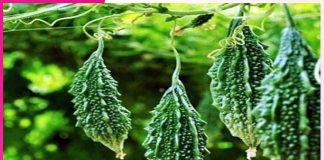 Bitter gourd cultivation: ਕਰੇਲੇ ਦੀ ਖੇਤੀ ਕਰਕੇ ਕਿਸਾਨ ਕਮਾ ਰਹੇ ਮੁਨਾਫ਼ਾ