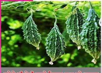 Bitter gourd cultivation: ਕਰੇਲੇ ਦੀ ਖੇਤੀ ਕਰਕੇ ਕਿਸਾਨ ਕਮਾ ਰਹੇ ਮੁਨਾਫ਼ਾ