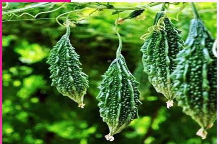 Bitter gourd cultivation: ਕਰੇਲੇ ਦੀ ਖੇਤੀ ਕਰਕੇ ਕਿਸਾਨ ਕਮਾ ਰਹੇ ਮੁਨਾਫ਼ਾ Bitter gourd cultivation 1