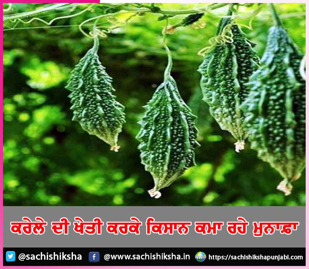 Bitter gourd cultivation