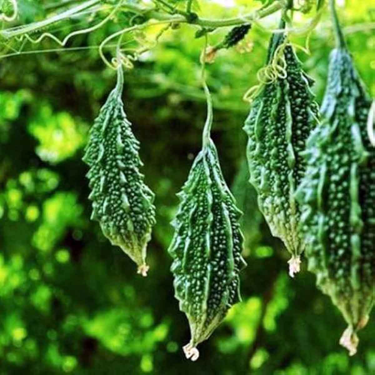 Bitter gourd cultivation: ਕਰੇਲੇ ਦੀ ਖੇਤੀ ਕਰਕੇ ਕਿਸਾਨ ਕਮਾ ਰਹੇ ਮੁਨਾਫ਼ਾ 1 Bitter gourd cultivation
