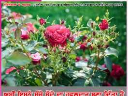 Experiences of Satsangis: ਅਸੀਂ ਇਸਨੂੰ ਸੱਚੇ ਸੌਦੇ ਦਾ ਹਵਲਦਾਰ ਬਣਾ ਦਿੱਤਾ ਹੈ -ਸਤਿਸੰਗੀਆਂ ਦੇ ਅਨੁਭਵ Experiences of Satsangis