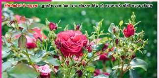 Experiences of Satsangis: ਅਸੀਂ ਇਸਨੂੰ ਸੱਚੇ ਸੌਦੇ ਦਾ ਹਵਲਦਾਰ ਬਣਾ ਦਿੱਤਾ ਹੈ -ਸਤਿਸੰਗੀਆਂ ਦੇ ਅਨੁਭਵ Experiences of Satsangis