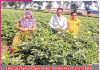 Farming to Cash Crops: ਰਿਵਾਇਤੀ ਖੇਤੀ ਨਾਲ ਨਗਦੀ ਫਸਲਾਂ ਨੂੰ ਤਰਜ਼ੀਹ ਦੇਣ ਲੱਗਾ ਕੈਲਾਸ਼ Farming to Cash Crops
