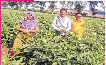 Farming to Cash Crops