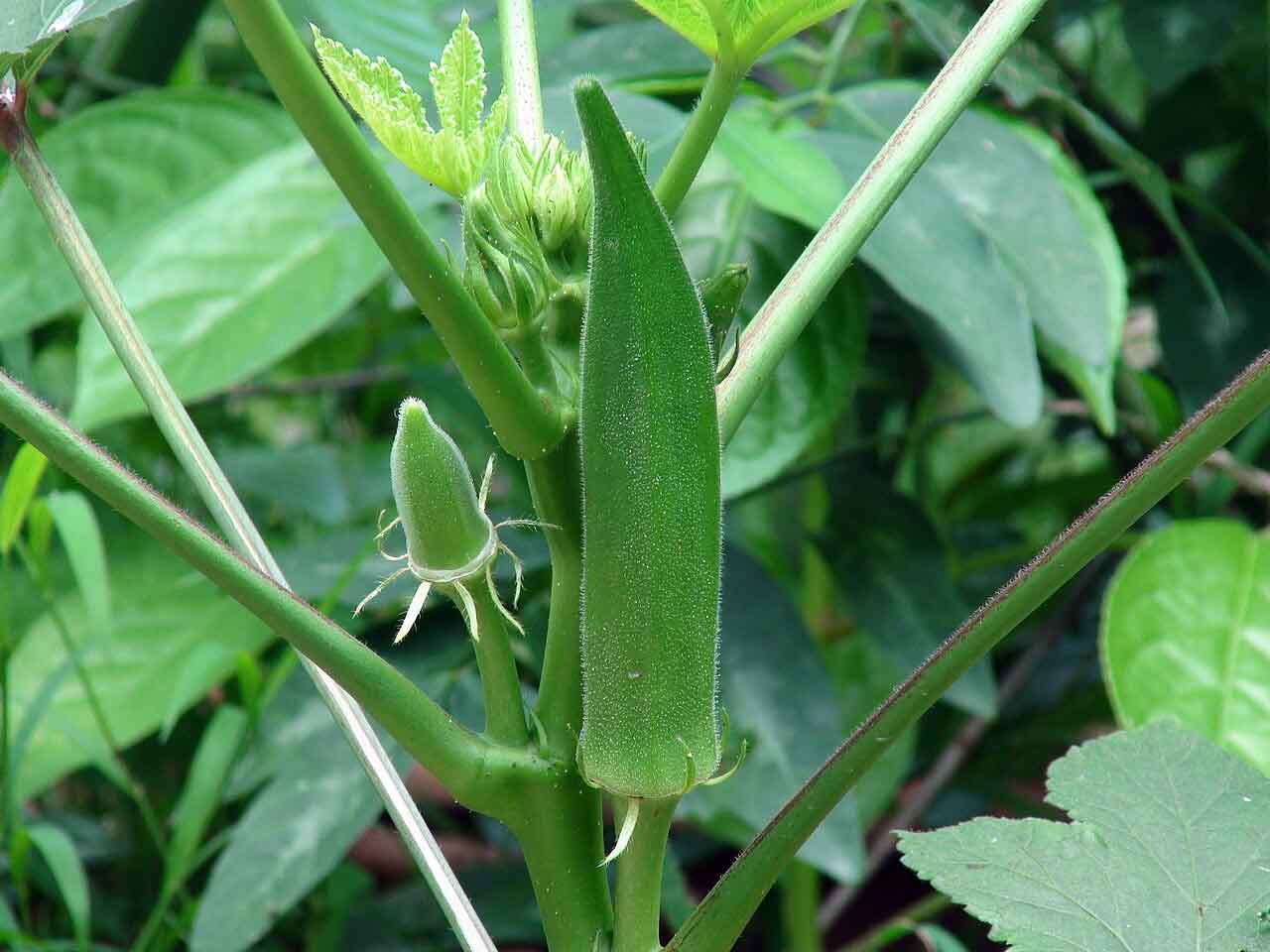Farming to Cash Crops: ਰਿਵਾਇਤੀ ਖੇਤੀ ਨਾਲ ਨਗਦੀ ਫਸਲਾਂ ਨੂੰ ਤਰਜ਼ੀਹ ਦੇਣ ਲੱਗਾ ਕੈਲਾਸ਼ 1 okra