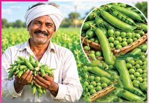 Pea cultivation: ਭਰੋਸੇਮੰਦ ਨਾਲ ਦੋਹਰੀ ਫਾਇਦੇਮੰਦ ਮਟਰ ਦੀ ਖੇਤੀ Pea cultivation