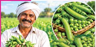 Pea cultivation: ਭਰੋਸੇਮੰਦ ਨਾਲ ਦੋਹਰੀ ਫਾਇਦੇਮੰਦ ਮਟਰ ਦੀ ਖੇਤੀ Pea cultivation