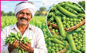 Pea cultivation: ਭਰੋਸੇਮੰਦ ਨਾਲ ਦੋਹਰੀ ਫਾਇਦੇਮੰਦ ਮਟਰ ਦੀ ਖੇਤੀ Pea cultivation