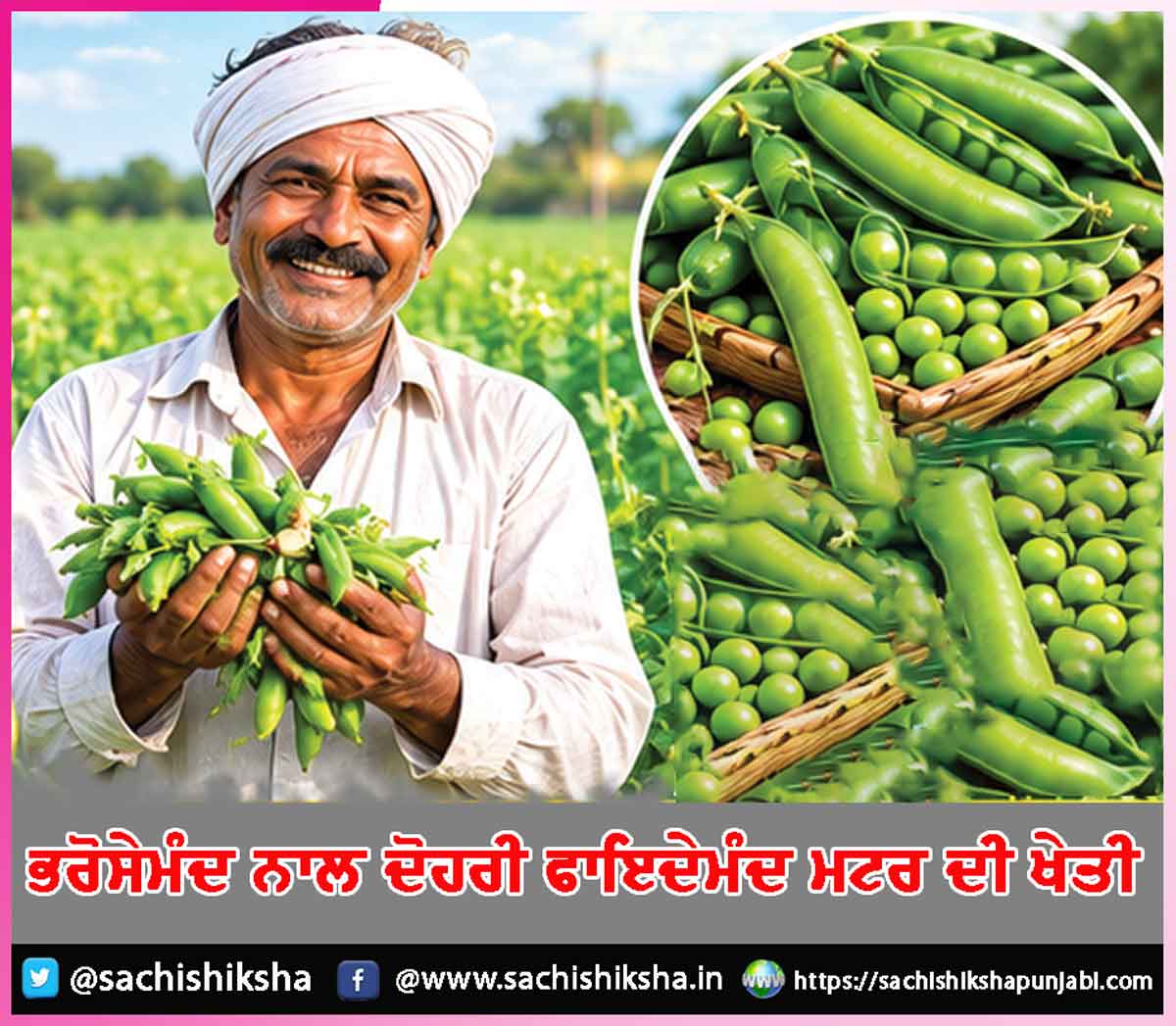 Pea cultivation Pea cultivation