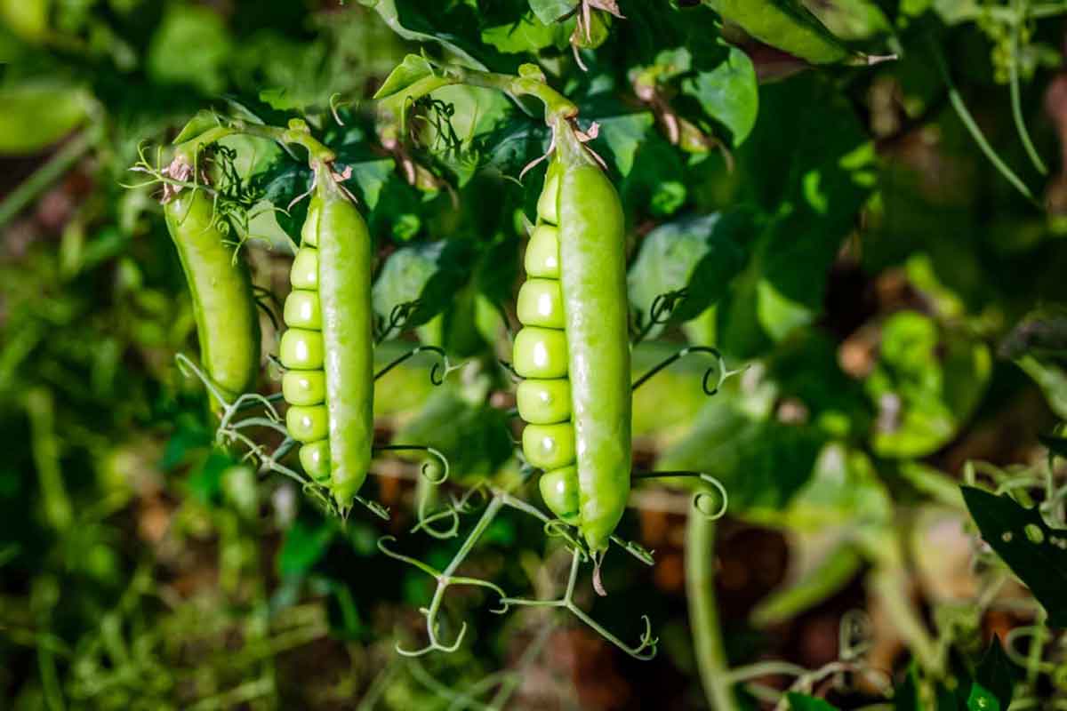 Pea cultivation: ਭਰੋਸੇਮੰਦ ਨਾਲ ਦੋਹਰੀ ਫਾਇਦੇਮੰਦ ਮਟਰ ਦੀ ਖੇਤੀ 1 Pea cultivation